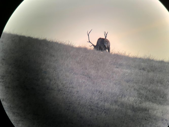 Elk.jpg Elk.jpg