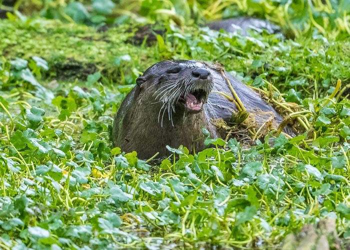 Otter December 2021 a-9111.JPG