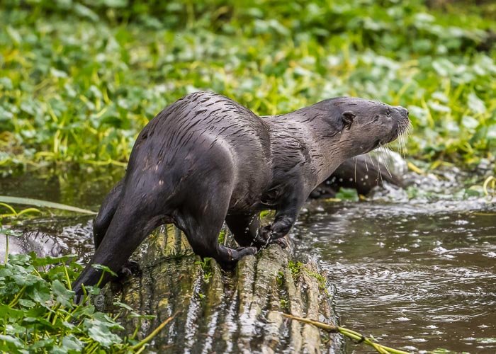 Otter December 2021 a-9096.JPG