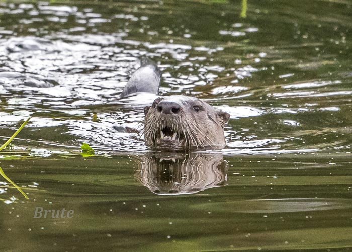 Otter December 2021 a-9122.JPG