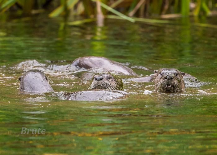 Otter December 2021 a-9257.JPG