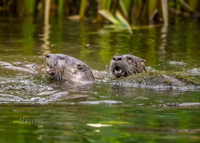 Otter December 2021 a-9307.JPG