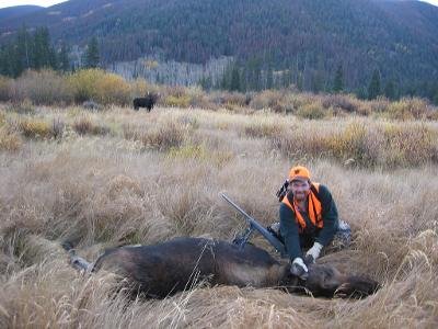 Cow moose 2005.jpg Cow moose 2005.jpg