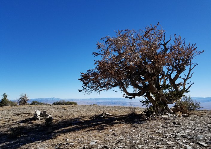 Bristlecone.jpg