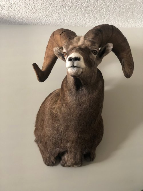 sheep mount.jpg