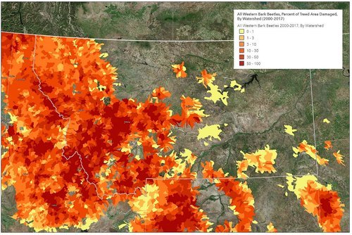 beetle kill.jpg beetle kill.jpg