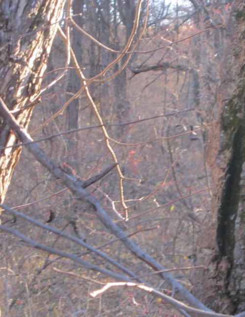 IMG_1395.JPG IMG_1395.JPG