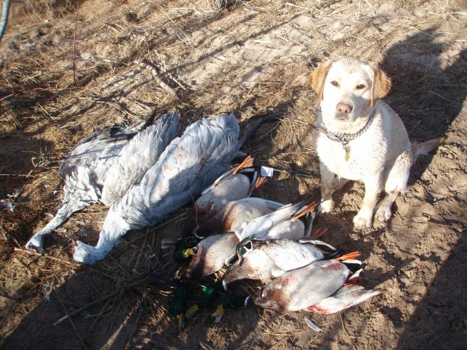 Ziba Cranes 2006.jpg