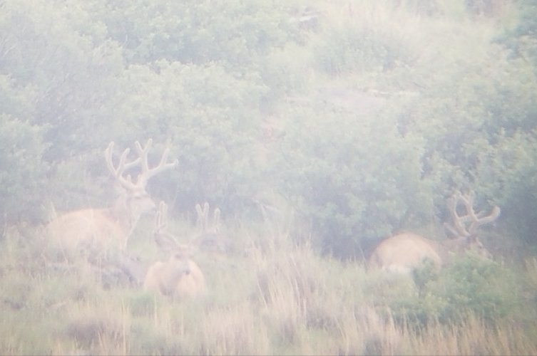 Nodeertag.jpg Nodeertag.jpg