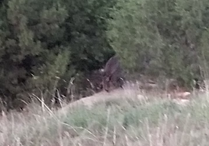 Trashpanda.jpg Trashpanda.jpg