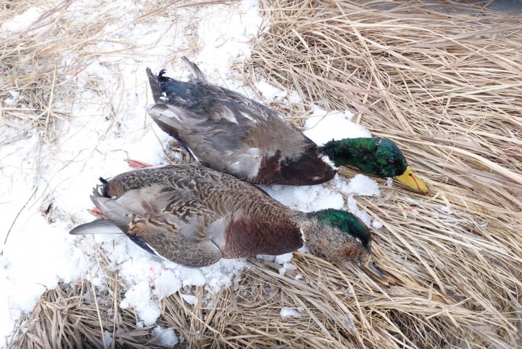 Duck.jpg Duck.jpg