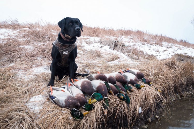 Clark_ducks2.jpg