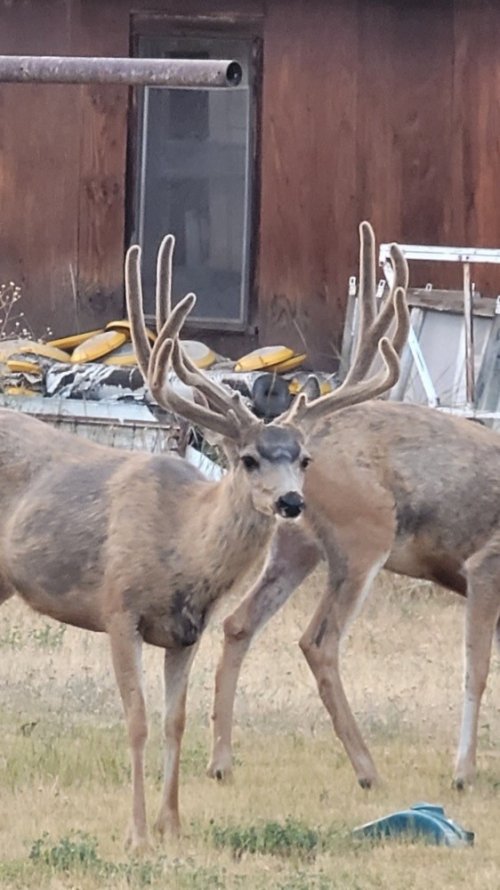 Double Main Beam Buck_2021.jpg