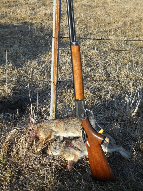 Marlin 39a Rabbits 2013 small.jpg