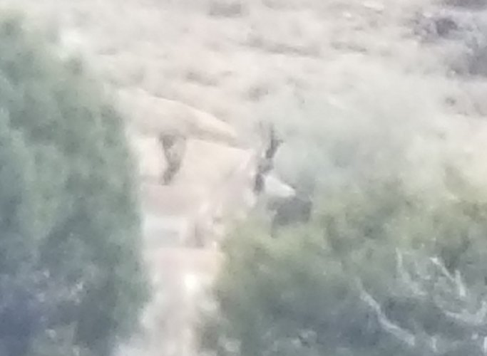 First buck.jpg First buck.jpg
