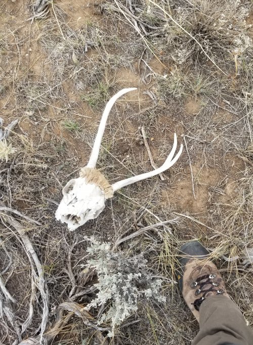 Deerhead.jpg Deerhead.jpg