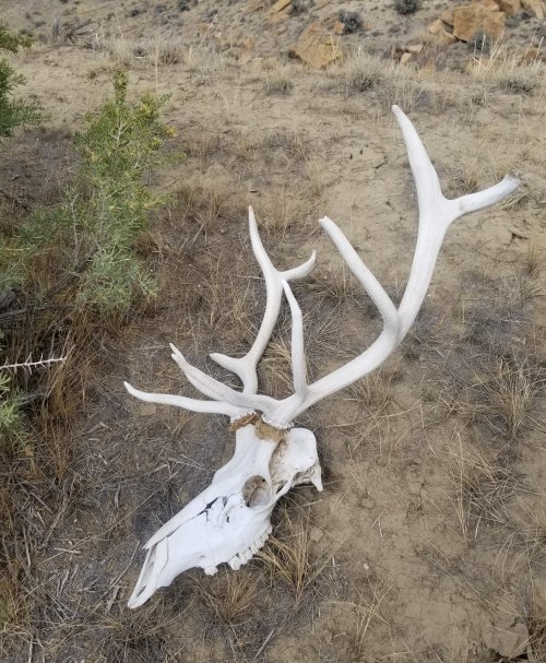 Elkhead.jpg Elkhead.jpg