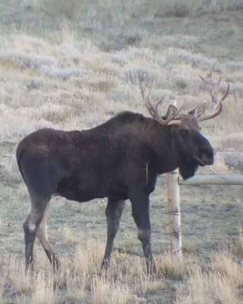 Lostmoose.jpg Lostmoose.jpg