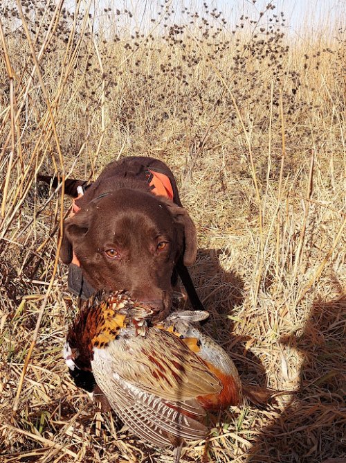 Cheyenne with pheasant.jpeg