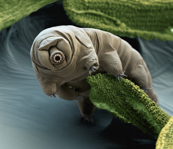 01-tardigrades-sciencesource_ss2437867.jpg