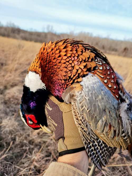 20211227 Pheasant in hand.jpg 20211227 Pheasant in hand.jpg