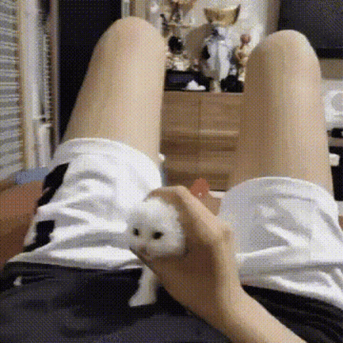 pussy-cat (1).gif pussy-cat (1).gif