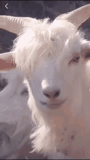 sexy-goat-goat.gif