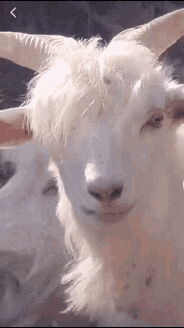 sexy-goat-goat.gif sexy-goat-goat.gif