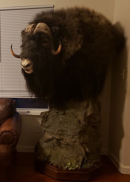 Muskox mount.jpg Muskox mount.jpg