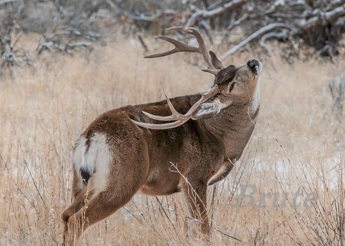 Muley November 2014 a -7907.JPG