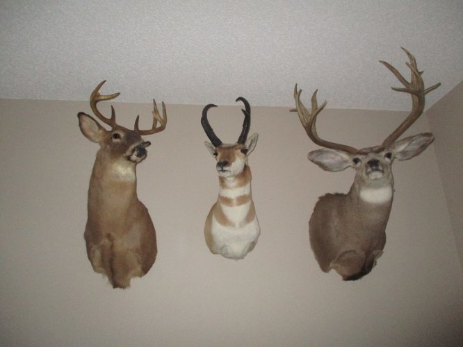 Paul's trophies.JPG
