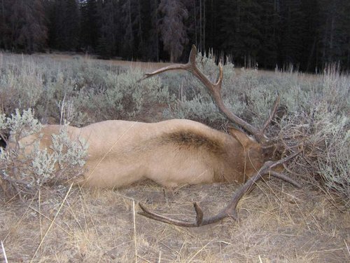 2012 Idaho bull elk zone 29 001 (3).jpg