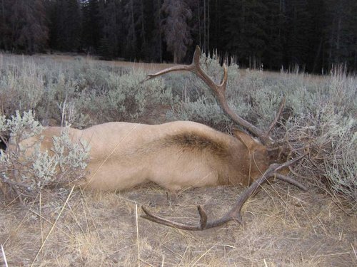 2012 Idaho bull elk zone 29 001 (3).jpg 2012 Idaho bull elk zone 29 001 (3).jpg