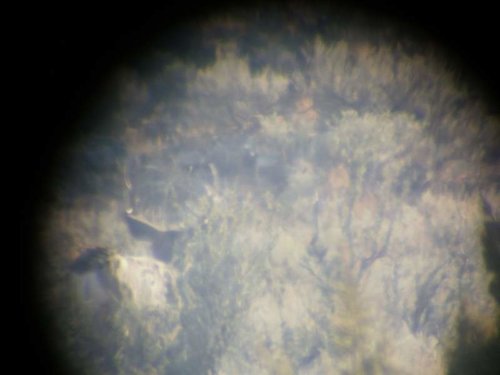 mulie4.jpg