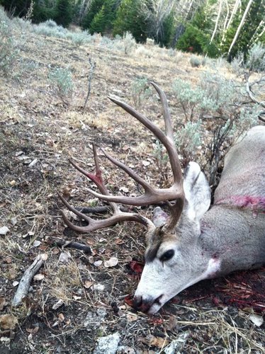 butch deer 2012.jpg butch deer 2012.jpg