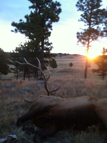 2012 elk1.jpg 2012 elk1.jpg