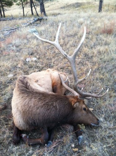 2012 elk2.jpg 2012 elk2.jpg