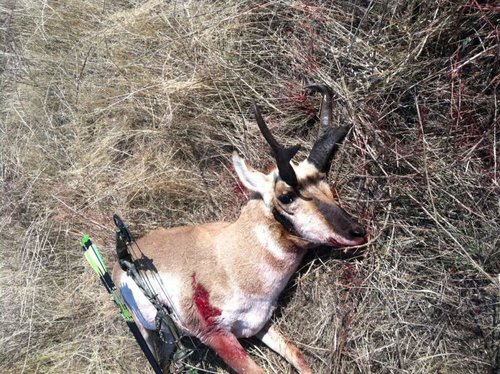 2012 goat.jpg 2012 goat.jpg
