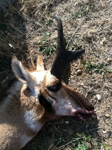 2012 goat1.jpg 2012 goat1.jpg