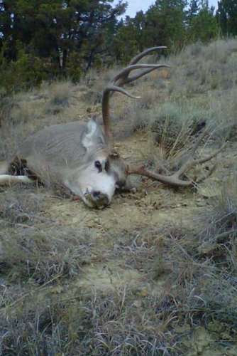 2012 deer3.jpg