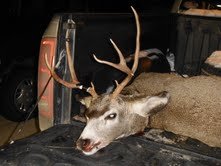 My buck.jpg