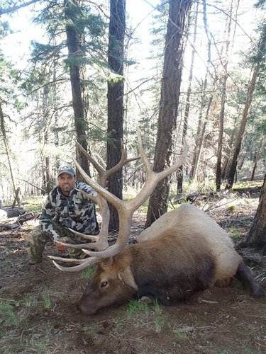 Bull 2.jpg Bull 2.jpg