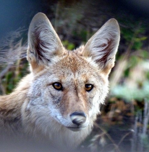 yote.jpg