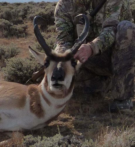 2012antelope1.jpg