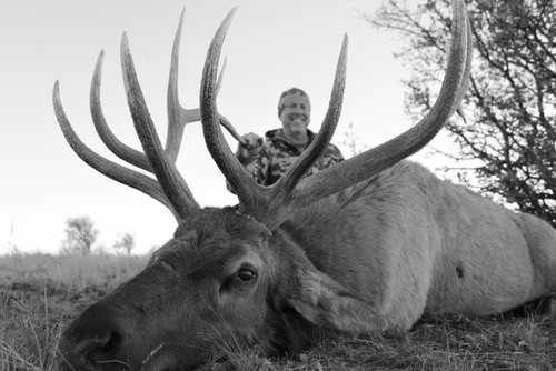 Dad's bull.jpg Dad's bull.jpg