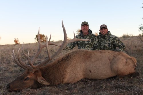 dad's bull III.jpg dad's bull III.jpg