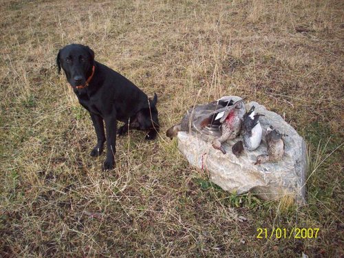 Bart & Duks Nov 1 2012.jpg