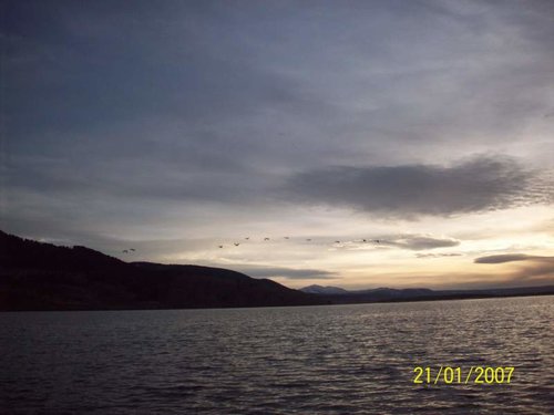 Swans Nov 1 2012.jpg