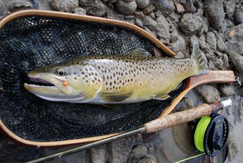 DSC_1016 (1024x685).jpg