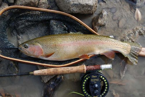 DSC_1018 (1024x685).jpg